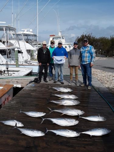 Pirate's Cove Marina, Some Tuna for You?