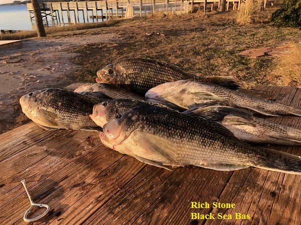 TW’s Bait & Tackle, Daily Fishing Report