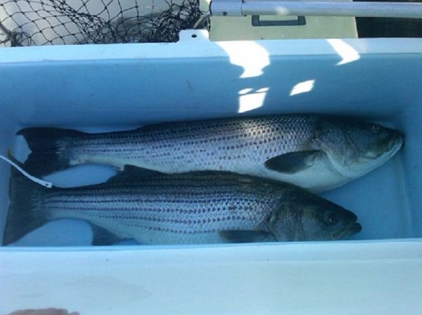 TW’s Bait & Tackle, TW's Daily Fishing Report. 12/23/15