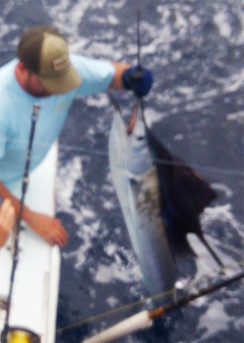 Tuna Duck Sportfishing, Billfish and Meat Fish Today