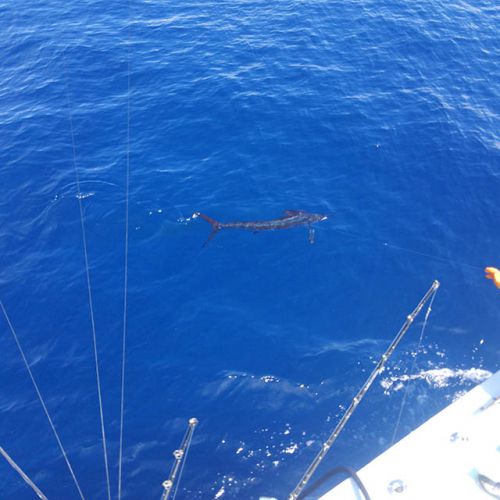 Tuna Duck Sportfishing, Sailfish and Mahi