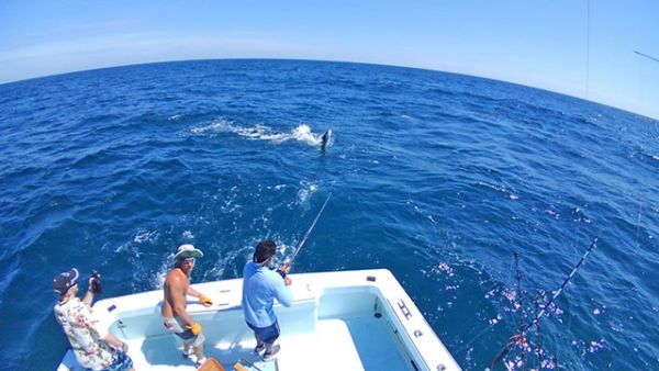 Tuna Duck Sportfishing, Sailfish Release For Aki