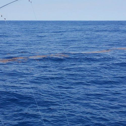 Tuna Duck Sportfishing, Mahi and Yellowfin Tuna