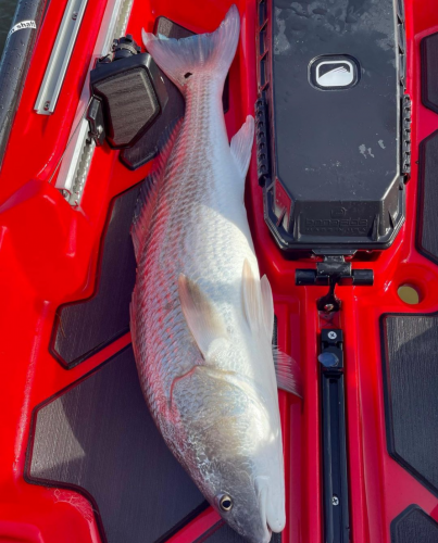 kayak fishing obx fishing puppy drum adventure