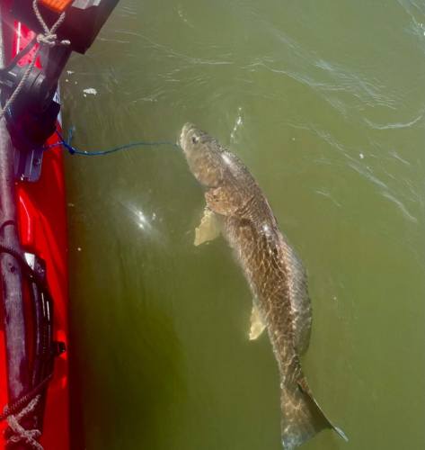 puppy drum OBX outer banks fishing Kayak Adventure Fun