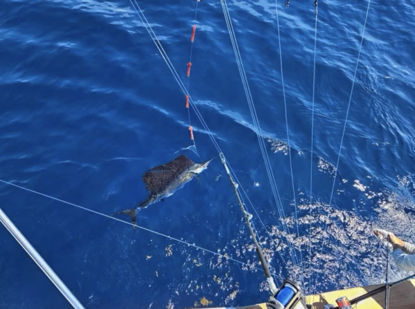 Oregon Inlet Fishing Center, Sailfish, Mahi, Trout, & More!