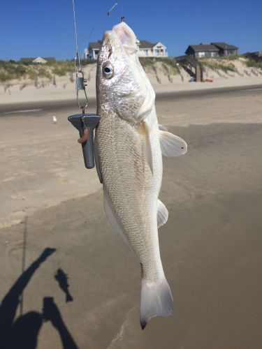 TW’s Bait & Tackle, Daily Fishing Report