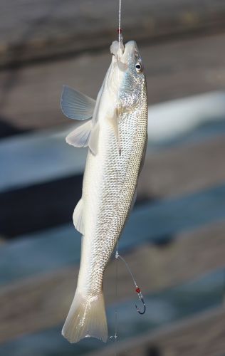 Jennette's Pier, Jennette's Pier Fishing Report