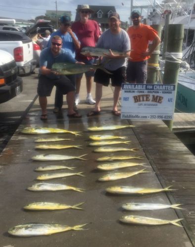 Bite Me Sportfishing Charters, Dolphins!