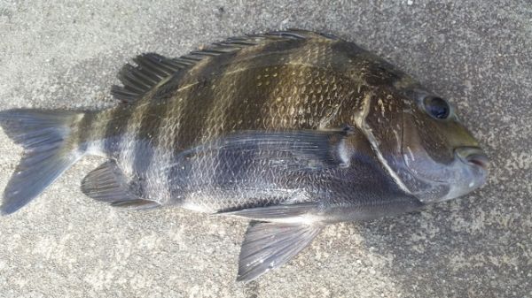 TW’s Bait & Tackle, Daily Fishing Report