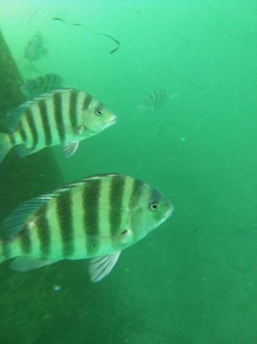 Jennette's Pier, Jennette's Pier Fishing Report