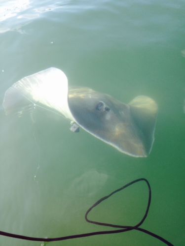 TW’s Bait & Tackle, Daily Fishing Report