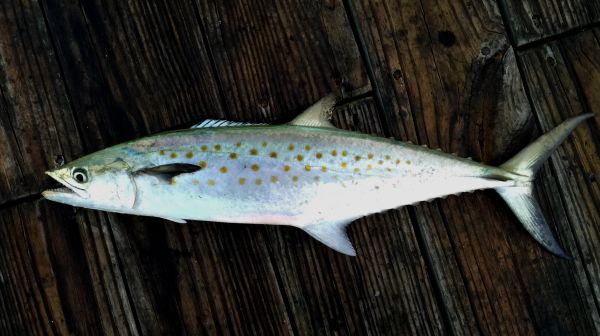 Jennette's Pier, Spanish Mackerel