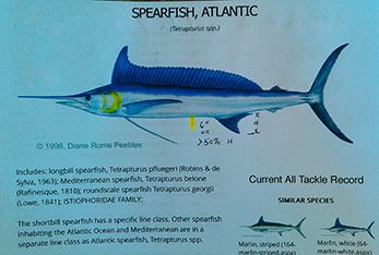 Tuna Duck Sportfishing, Spearfish Invitation