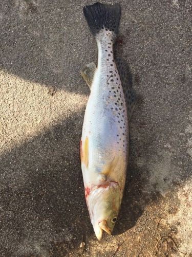 TW’s Bait & Tackle, Daily Fishing Report