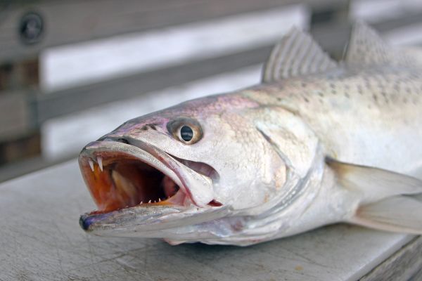 Jennette's Pier, Jennette's Pier Fishing Report