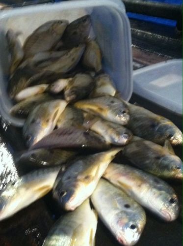 TW’s Bait & Tackle, Daily Fishing Report