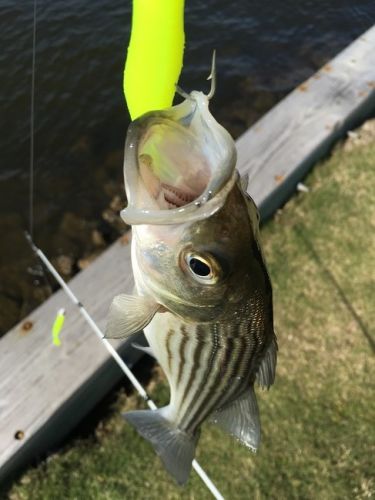 TW’s Bait & Tackle, Daily Fishing Report