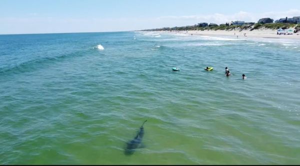 OBX Bait & Tackle Corolla Outer Banks, Corolla Fish Report