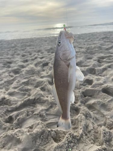 OBX Bait & Tackle Corolla Outer Banks, Corolla Fish Report