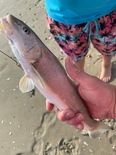 OBX Bait & Tackle Corolla Outer Banks, Corolla Fish Report