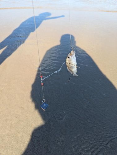 OBX Bait & Tackle Corolla Outer Banks, Corolla Fish Report