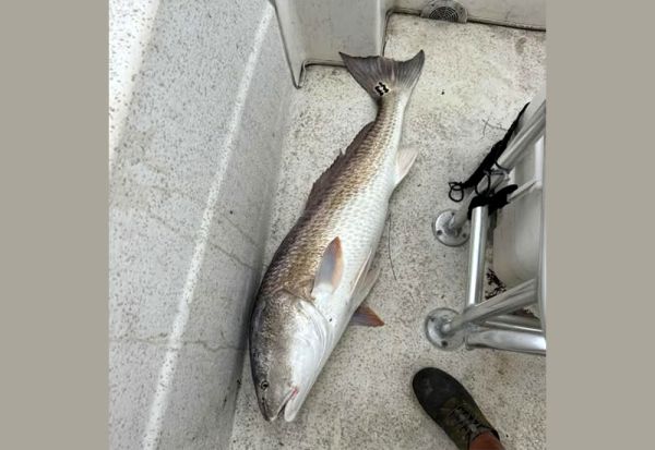 Tradewinds Tackle Shop, Drum in Ocracoke Sound