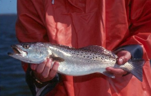 TW’s Bait & Tackle, Daily Fishing Report