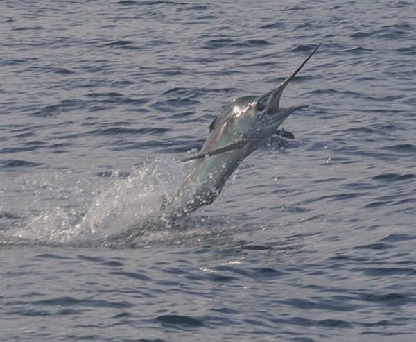 Bite Me Sportfishing Charters, Marlins and Dolphin!