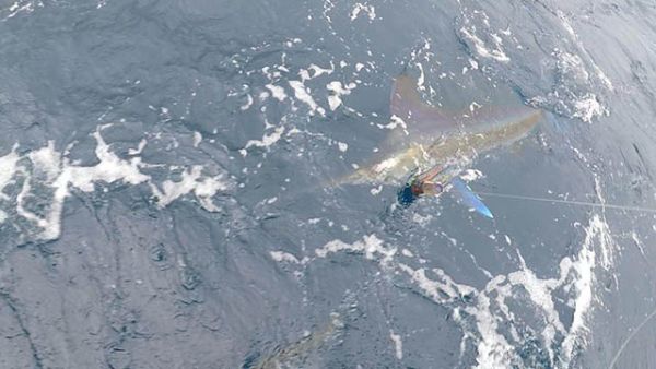 Tuna Duck Sportfishing, White Marlin Release