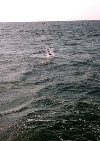 Tuna Duck Sportfishing, White Marlins