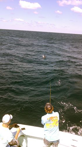 Tuna Duck Sportfishing, White Marlin Release and Mahi!