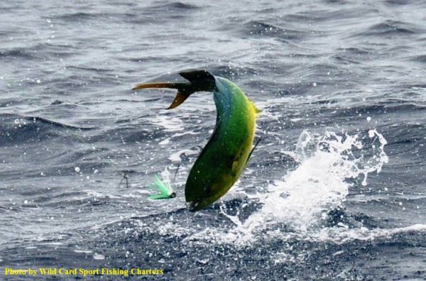 TW’s Bait & Tackle, Daily Fishing Report