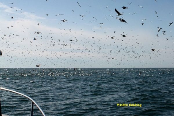 TW’s Bait & Tackle, TW's Daily Fishing Report. 1/10/16