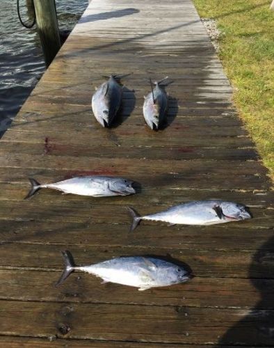 TW’s Bait & Tackle, Daily Fishing Report