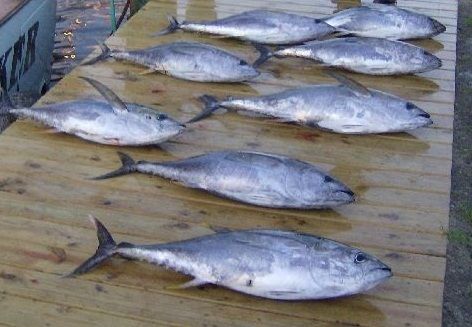 TW’s Bait & Tackle, Daily Fishing Report