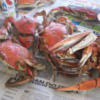 Blue Crabs