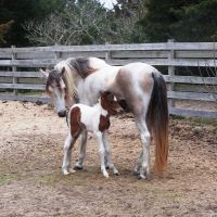 Signs of spring include a new filly in the Ocracoke pony pen