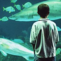 Check out the Aquarium's new Shark Exhibit.