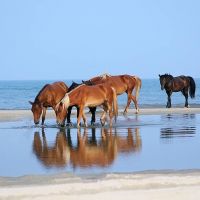 Support the N.C. state horses at Corolla Wild Horse Days