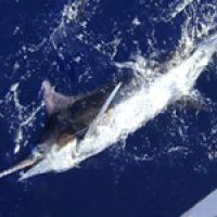 Split between six anglers, offshore charters are affordable. Split between six anglers, offshore charters are affordable.
