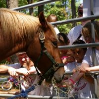 Pet a gentled Spanish Mustang on Wednesdays in Corolla