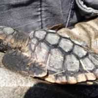 Look who washed up with the debris in our yard. Look who washed up with the debris in our yard.