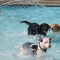 Bring your dog to the Y for a walk and a pool swim on Sat.