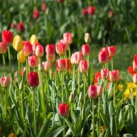 Tiptoe over to the Elizabethan Gardens to see the tulips.