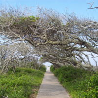 Pea Island is one of the best Outer Banks freebies. Pea Island is one of the best Outer Banks freebies.