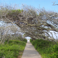 Pea Island is one of the best Outer Banks freebies.