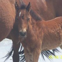 See wild horses roaming freely on the sands north of Corolla