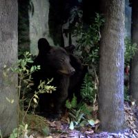 You'll find this guy at the new NWR Visitor Center