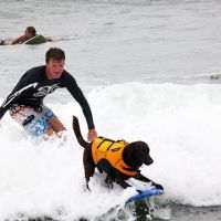This surfing dog isn't the only one on the waves this week.